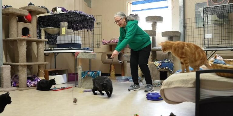 The cat sanctuary helping volunteers find mental wellness